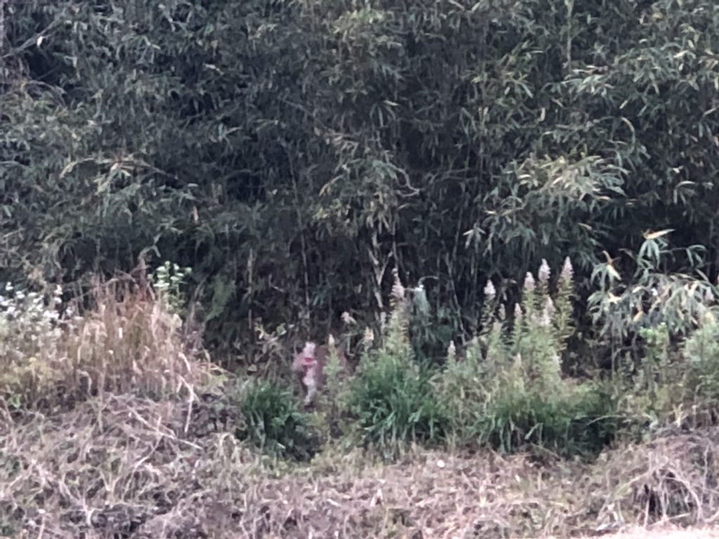 多和神社 さぬき市前山 神社仏閣めぐり